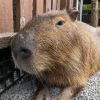 Capybara and alpacas at Taiwan Yilan farm