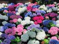 Miracle of Natural สวนดอกไม้เมืองหนาว 🌸🌹🌻💐