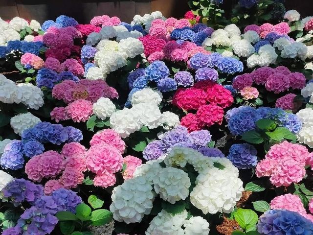 Miracle of Natural สวนดอกไม้เมืองหนาว 🌸🌹🌻💐