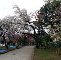 賞櫻名所 飛鳥山公園🌸