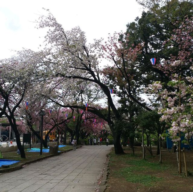 賞櫻名所 飛鳥山公園🌸