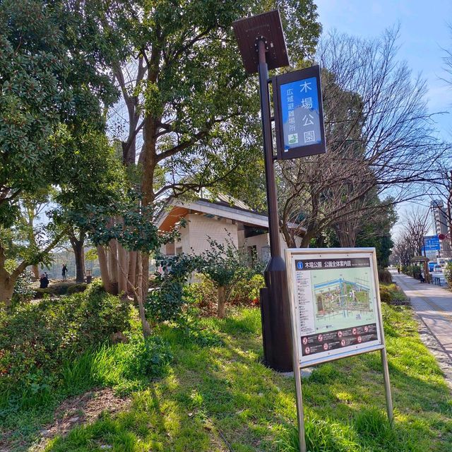 東京木場公園河津櫻