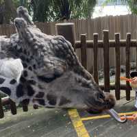 Top 3 Kids’ Activities at the Singapore Zoo