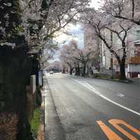 【東村山の桜並木】