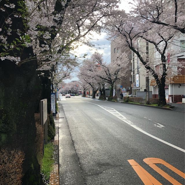 【東村山の桜並木】