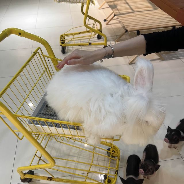 深圳可愛寵物咖❤️❤️❤️❤️