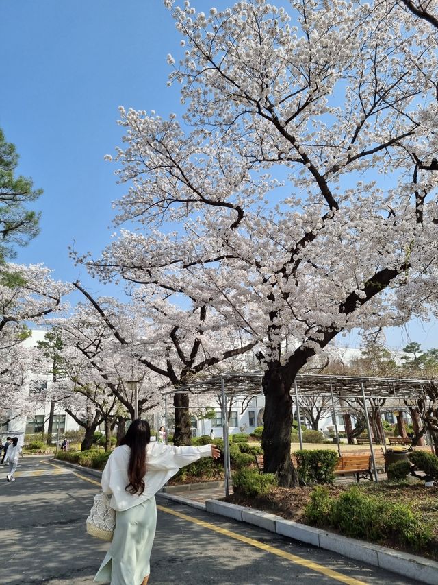 벚꽃과 함께하는 정독도서관 데이트📚🌸