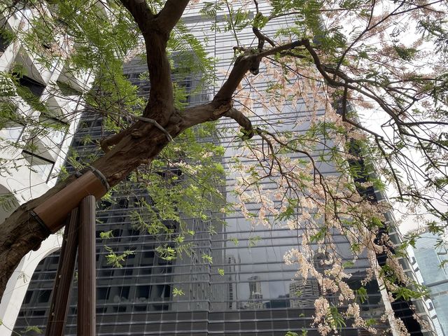 潮聖節果決明古樹