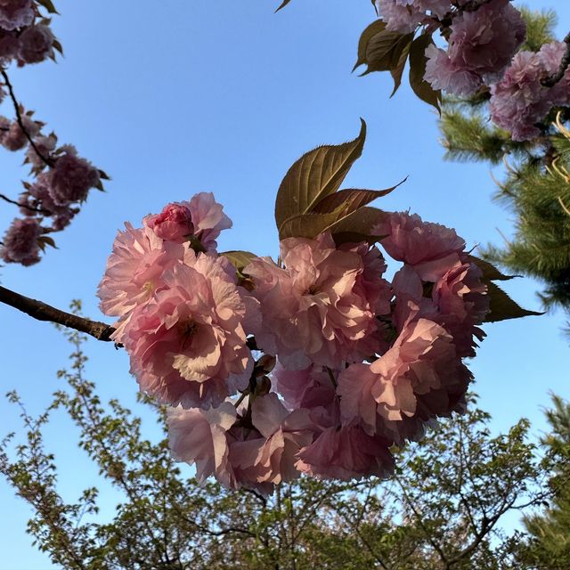 釜山遲來的櫻花樹🌸