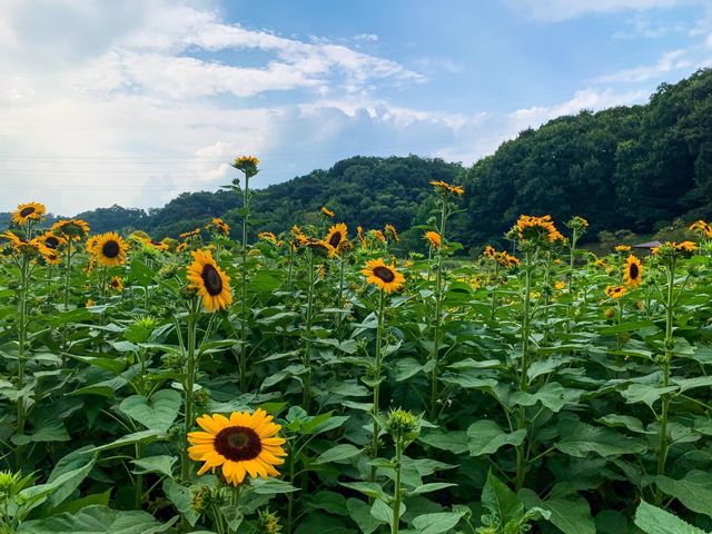 เที่ยวญี่ปุ่น Gifu World Rose Garden 