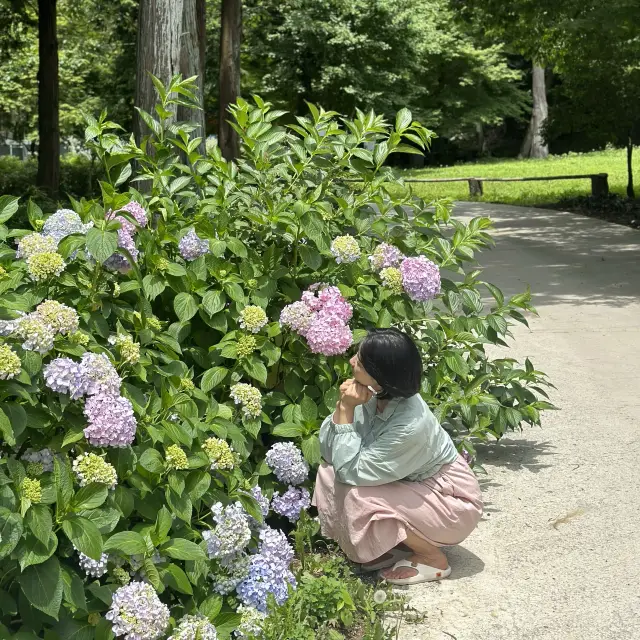 해남 대흥사에 예쁘게 수국이 피었어요:)