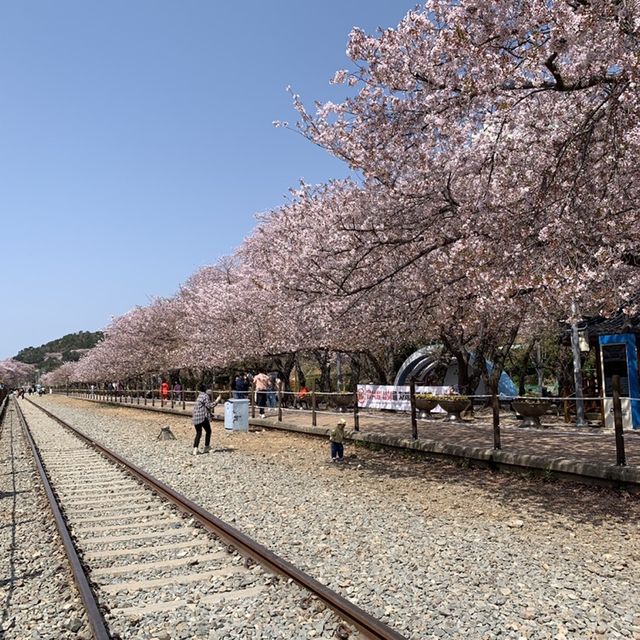 경남의 벚꽃명소 중 하나인, 진해 경화역