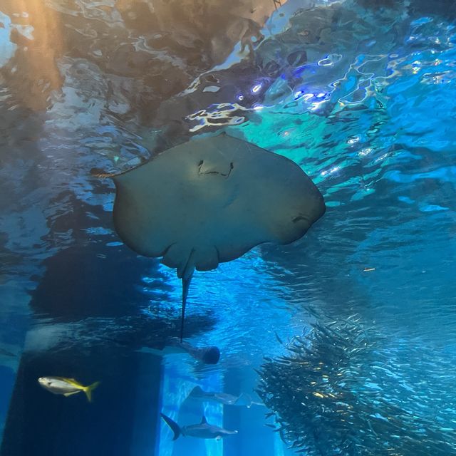 日本最大水族館❤️親子遊推介