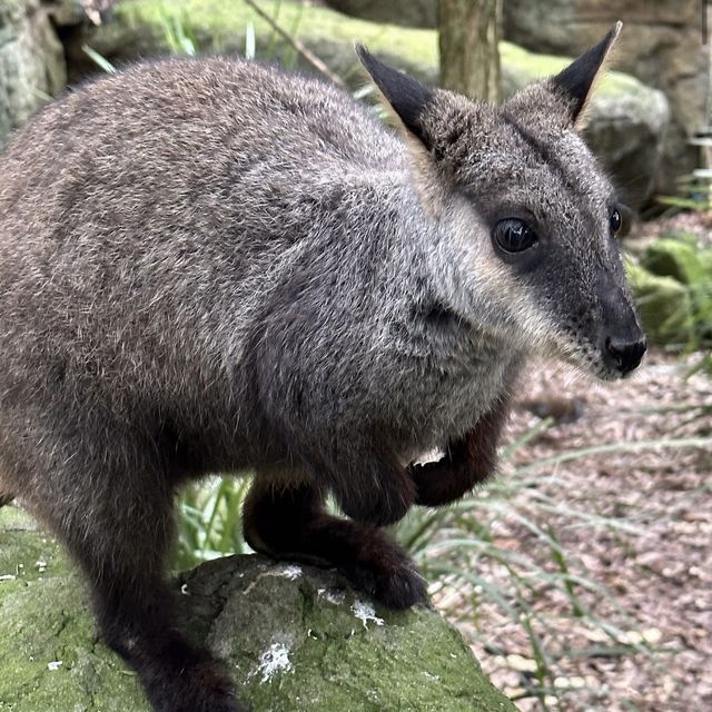 Beautiful Zoo in Sydney 