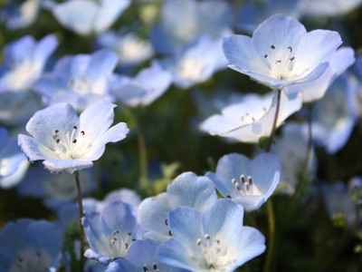 Full blooming Nemophilia flower | Trip.com Hitachinaka