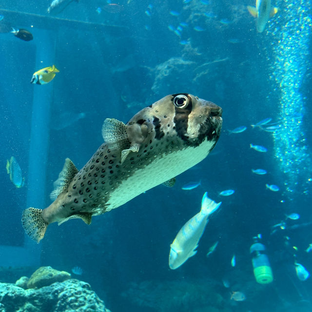 Churaumi Aquarium - Okinawa