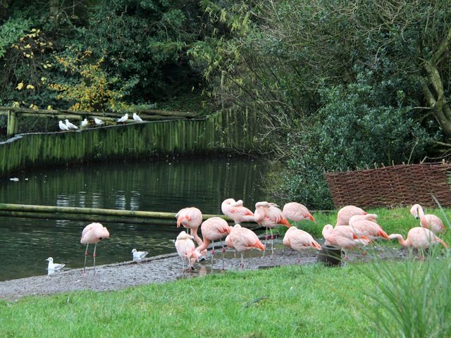 Best wildlife park in Belfast worth visiting 