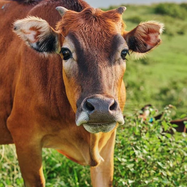 🌬️💡 中坳風電場～與風共舞的浪漫🌬️💡🐄