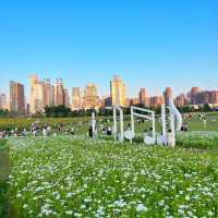 紫山公園 🌷🌳荷蘭奇幻🌷🌷
