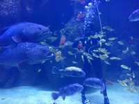 The Shore Oceanarium Melaka