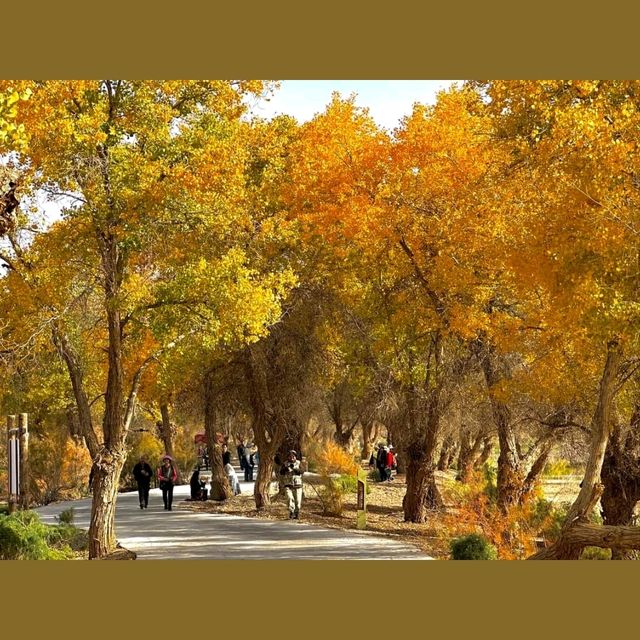 巴楚縣胡楊林秋天盛宴，紅海景區金光爛美不勝收