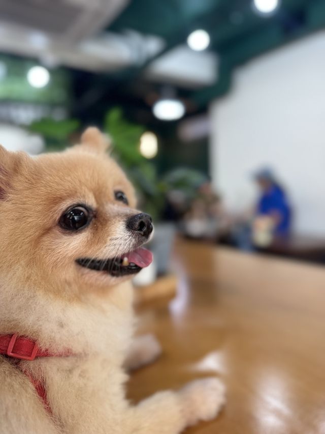 📍屯門｜村裡的綠色小屋🛖寵物友善咖啡店