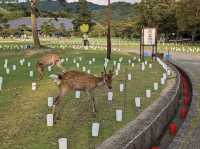 เทศกาลเทียนไขนาราโทคาเอะ Nara Tokae Festival