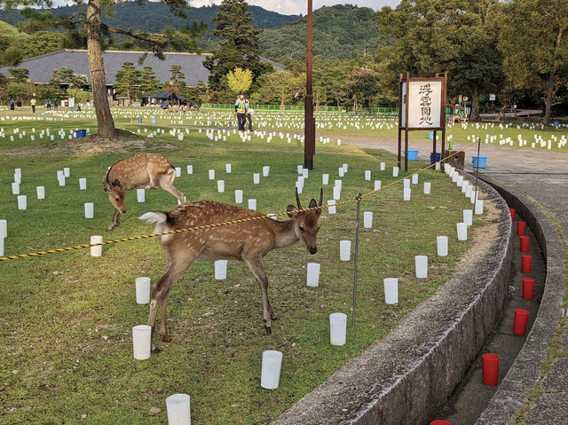เทศกาลเทียนไขนาราโทคาเอะ Nara Tokae Festival