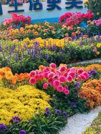 深圳好去處｜遇上波斯菊花海——南山西麗生態公園
