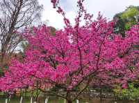 หนาวนี้ ไปชมซากุระ ให้โลกเป็นสีชมพู 🌲🌲