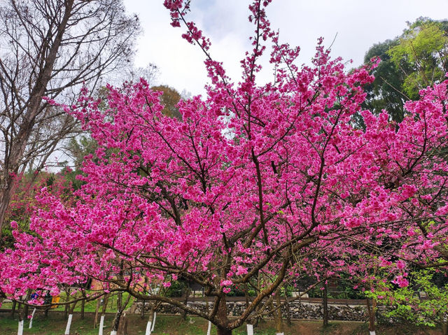 หนาวนี้ ไปชมซากุระ ให้โลกเป็นสีชมพู 🌲🌲