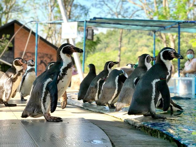 ดูโชว์เพนกวิน ที่สวนสัตว์เปิดเขาเขียว 