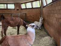 【瑞士】 巴賽爾動物園：瑞士最古老的動物園