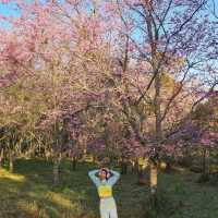 ไปหมู่บ้านสีชมพู ดูซากุระเมืองไทย 🌸