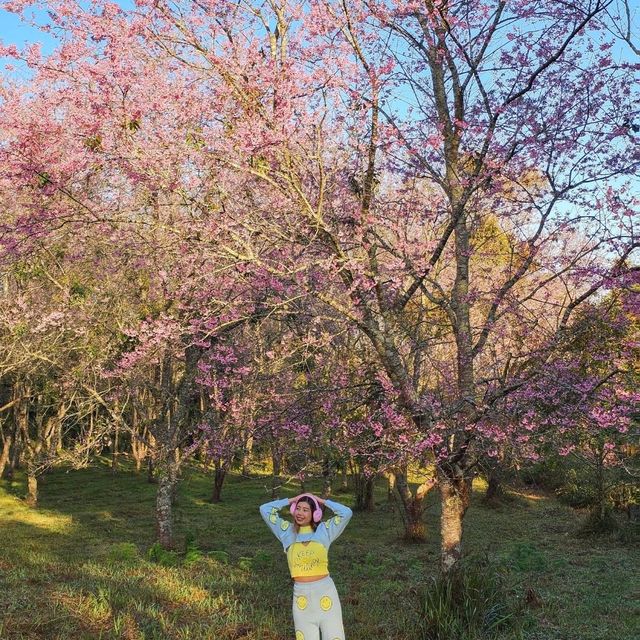 ไปหมู่บ้านสีชมพู ดูซากุระเมืองไทย 🌸
