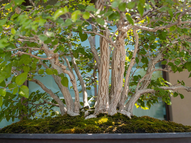 Bonsai Art Museum in Saitama