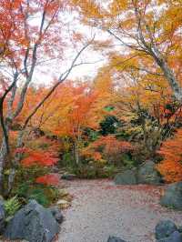 京都景點｜嵐山精緻的賞楓名所——寶筐院