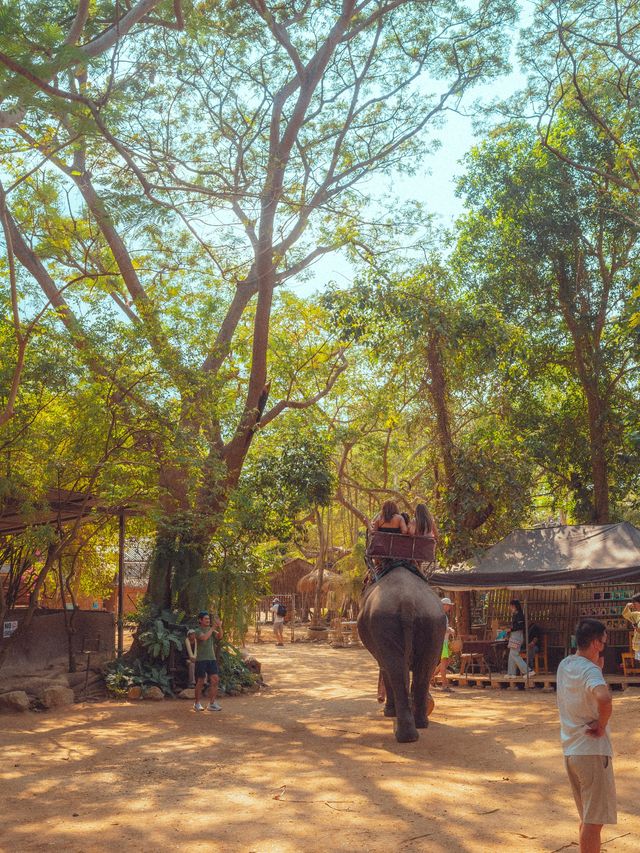 파타야 핫플 코끼리가 살고있는 몽창카페 🐘