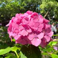 💖福岡🇯🇵💖 梅雨の風物詩あじさいの楽園☔筥崎宮あじさい苑🌈