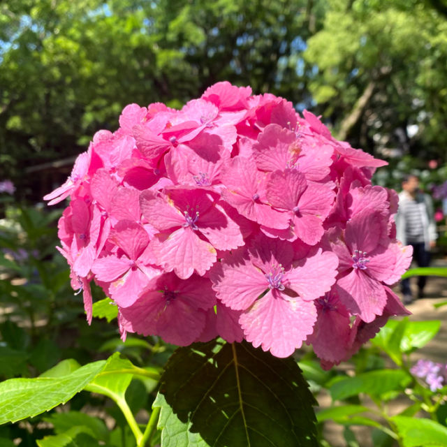 💖福岡🇯🇵💖 梅雨の風物詩あじさいの楽園☔筥崎宮あじさい苑🌈