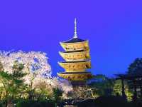 【絶景】狙い目はマジックアワー！京都で夜桜見るなら東寺のライトアップがおすすめ🌸