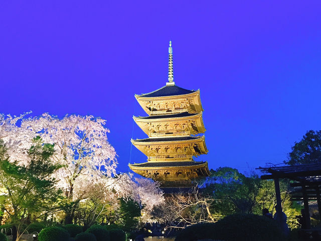 【絶景】狙い目はマジックアワー！京都で夜桜見るなら東寺のライトアップがおすすめ🌸