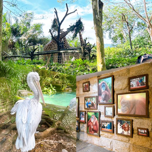 CNY at Singapore Zoo and Bird Paradise 