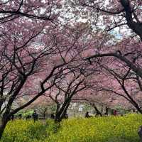 เที่ยวชม Sakura at Matsuda , Japan