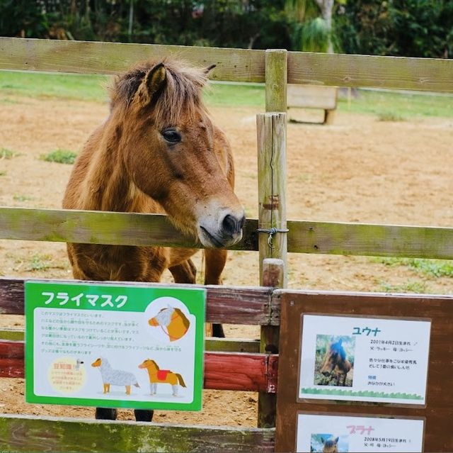 Botanical Gardens in Okinawa 