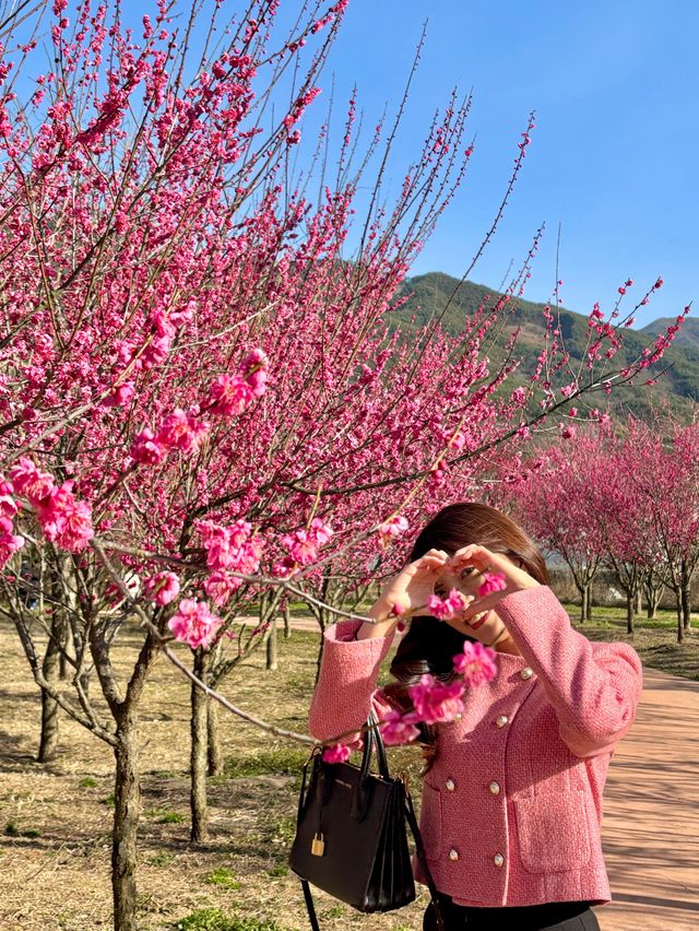 지금가면 아름다운 홍매화를 볼 수 있는 구례🩷🌸