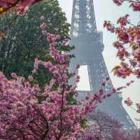 Cherry Blossom in France