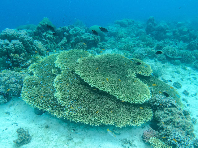 Snorkeling Paradise: Panglao, Bohol