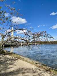 Blossom Bliss: Washington D.C.'s Tidal