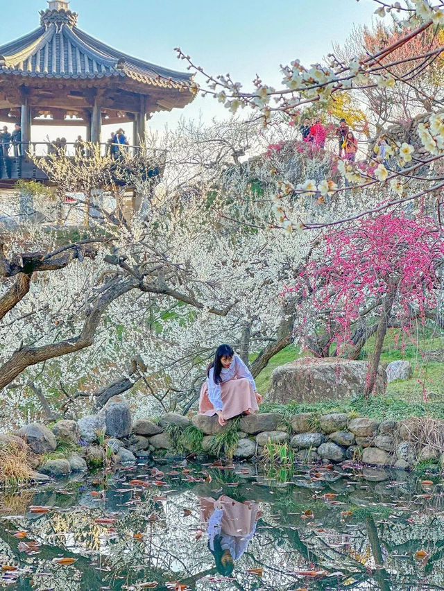 봄을 여는 광양 매화마을의 아침🌸💖